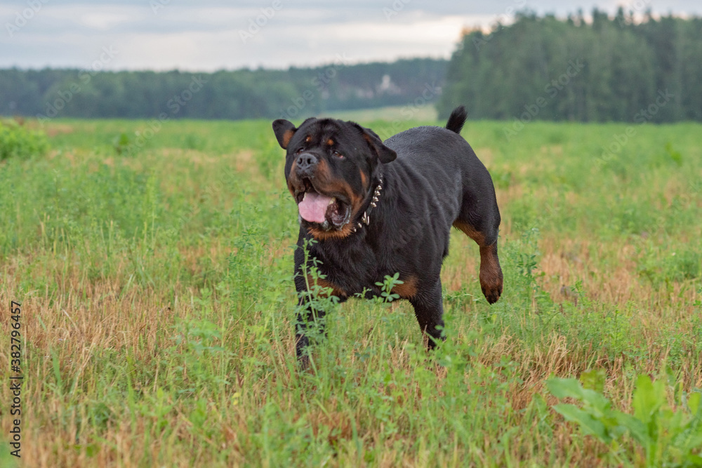 A formidable Rottweiler runs across a green field.