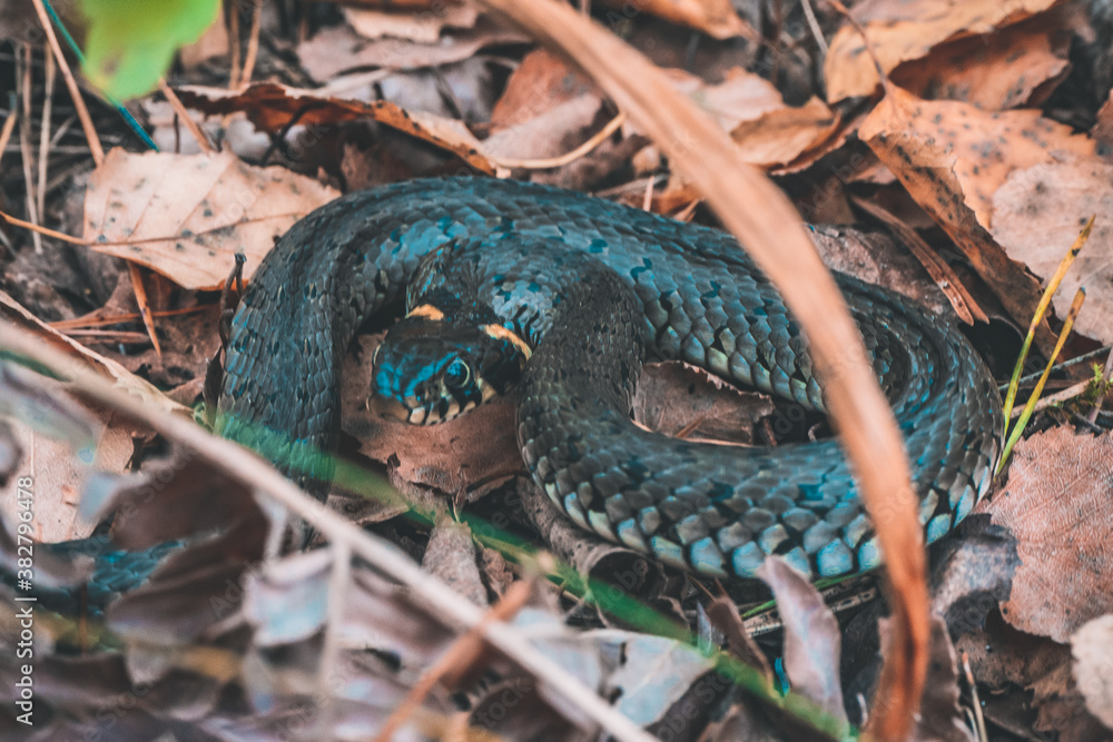 Fototapeta premium snake in the forest
