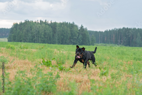 A formidable Rottweiler runs across a green field.