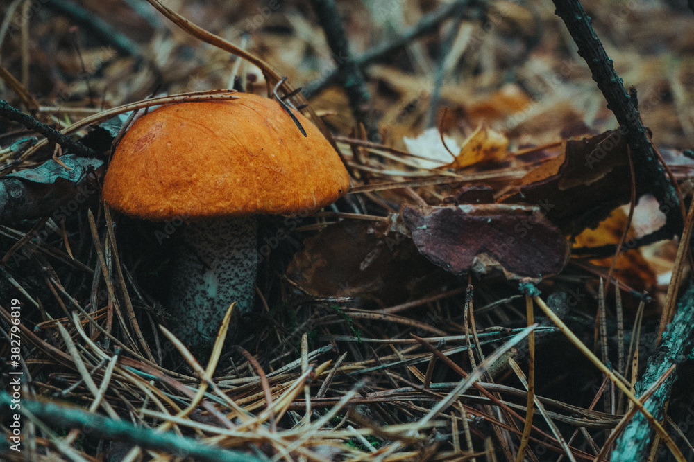 mushrooms in the forest mushrooms in the forest