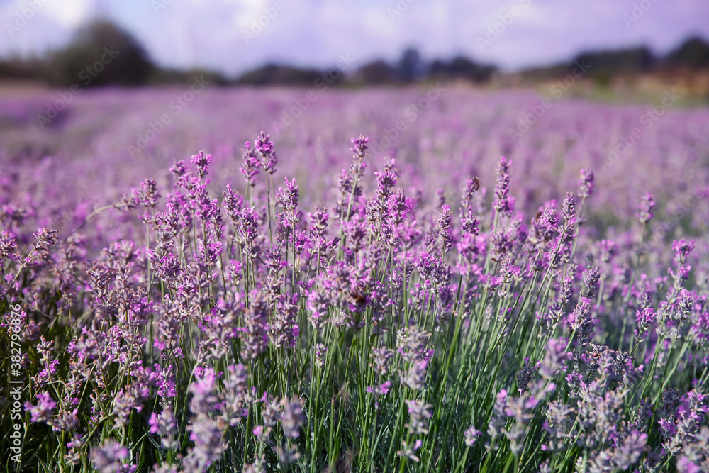 Beautiful lavender flowers growing in field, closeup Beautiful lavender flowers growing in field, closeup