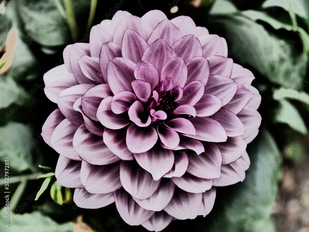 Pink purple fine-leaved flower  from a bloomed  dahlia , strong blurred background.   The colors of the picture appear expressionistic