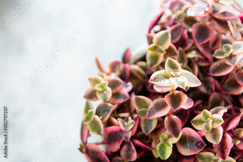 Crassula marginalis rubra variegata or Calico Kitten, a multi-colored succulent plant. photo