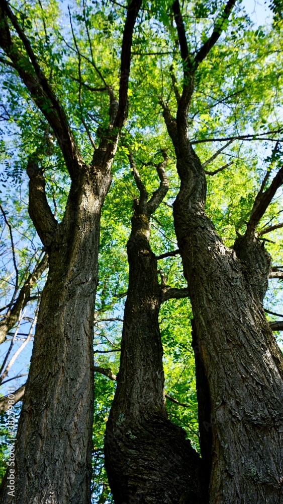 Obraz premium tree trunk in the forest in autumn season