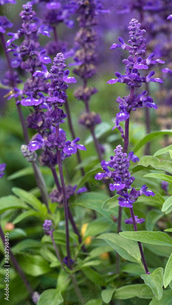 Blue Sage, Salvia farinacea Blue Sage, Salvia farinacea