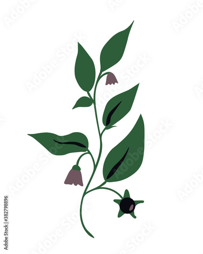 Bilde på lerret Atropa belladonna plant