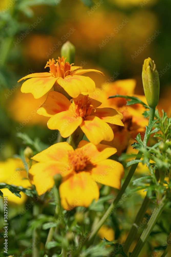 Obraz premium Golden marigold, Tagetes tenuifolia