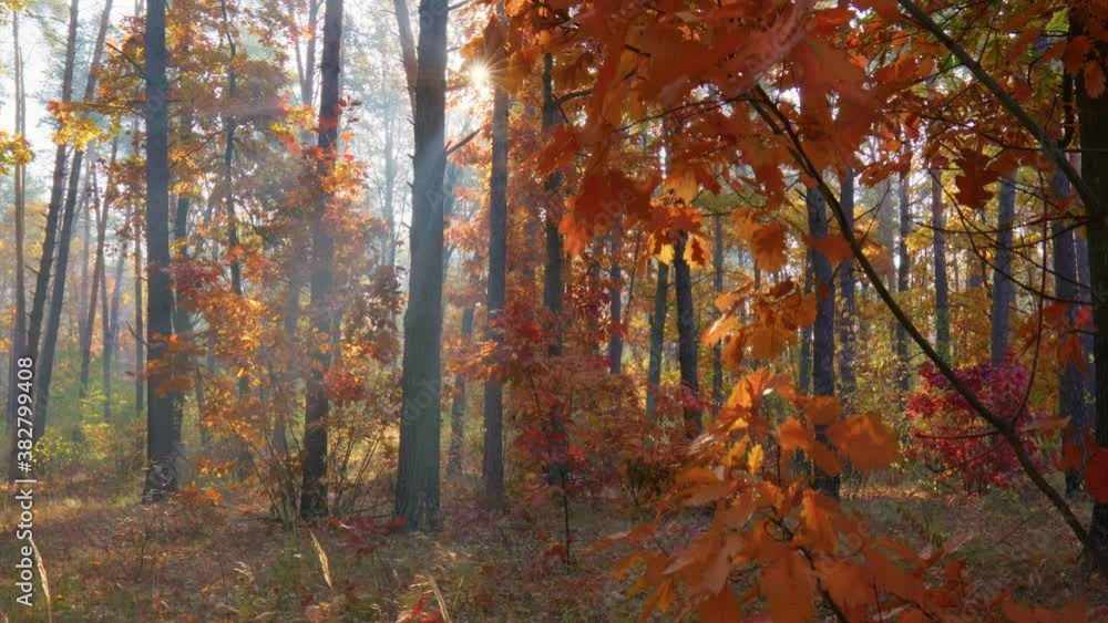 Autumn forest or park. Gimbal high quality shot. Sunset in autumn forest. Magical forest with warm sunbeams illuminating orange oak tree Autumn forest or park. Gimbal high quality shot. Sunset in autumn forest. Magical forest with warm sunbeams illuminating orange oak tree