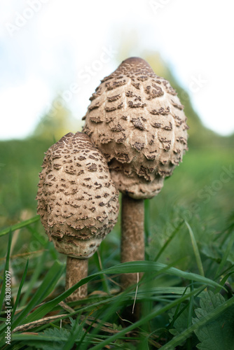 Two young parasol mushrooms on a meadow