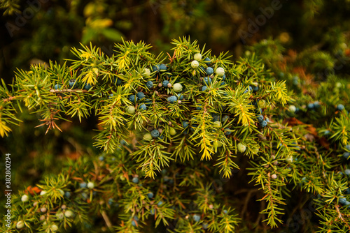 juniper berries on its bush