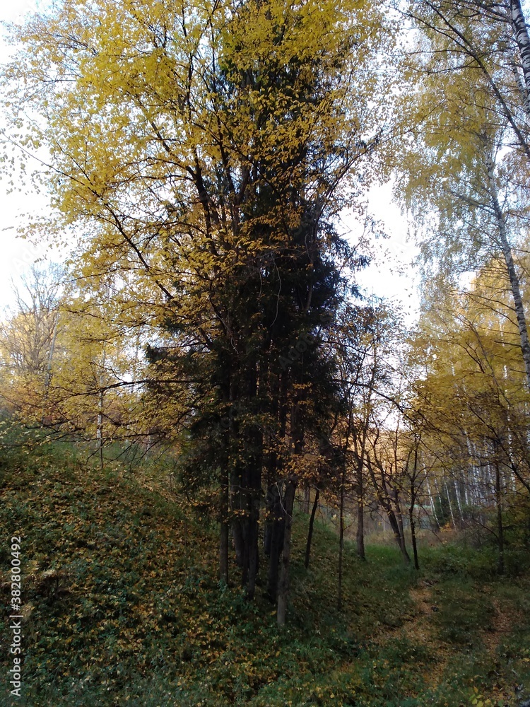 Obraz premium autumn in the forest