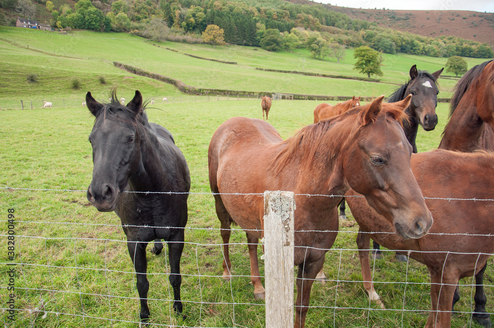 Horses in the Welsh hills