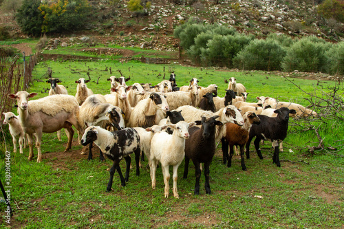 Wallpaper Mural Sheep in Rethymno region, Crete island, Greece, Europe. Torontodigital.ca
