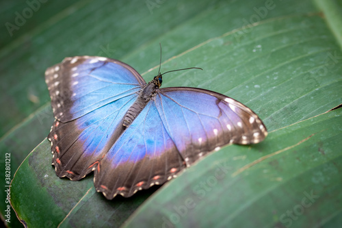 insect macro butterfly closeup wing nature flower green background wildlife