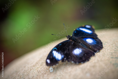 Fotografie insect macro butterfly closeup wing nature flower green background wildlife