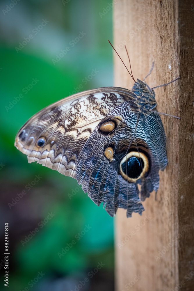 insect macro butterfly closeup wing nature flower green background wildlife insect macro butterfly closeup wing nature flower green background wildlife