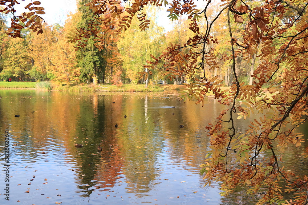 October autumn park in Russia, lake with red leaves and reflection in the lake, Aleksandrovsky park, Tsarskoe Selo, Leningrad region. Autumn landscape, seasons. background
