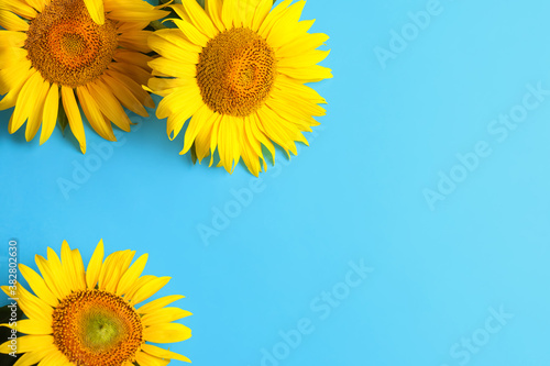 Beautiful bright sunflowers on light blue background  flat lay. Space for text