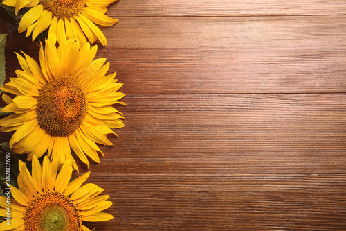 Beautiful bright sunflowers on wooden background, flat lay. Space for text