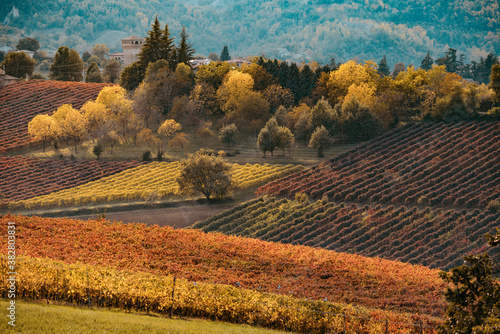 Autumn landscape, foliage and vineyards in Castelvetro, Modena, Italy © ronnybas
