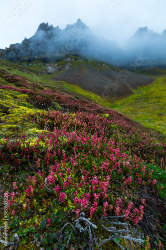 Wild flowers  Billefjorden  Svalbard Islands  Artic Ocean  Norway  Europe