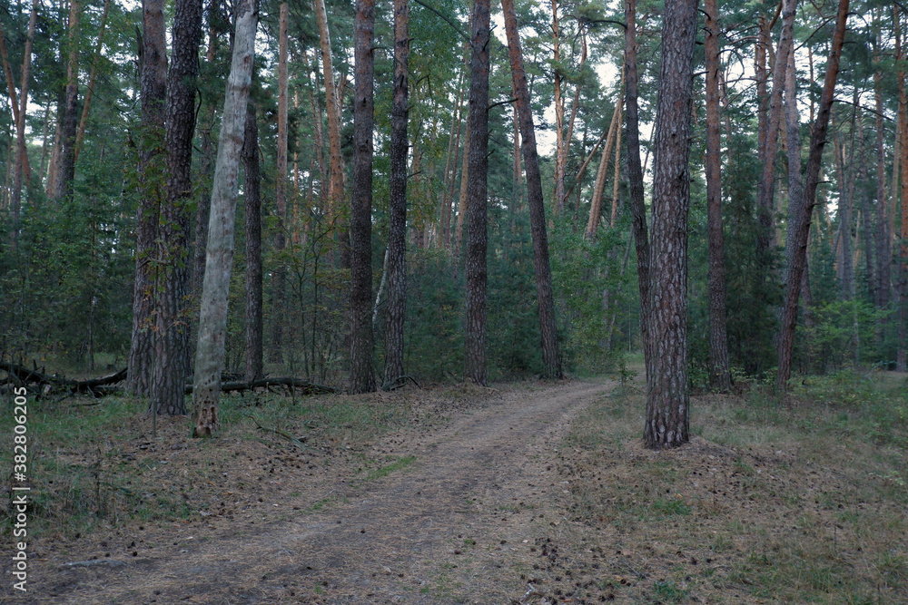 Obraz premium road in a pine forest