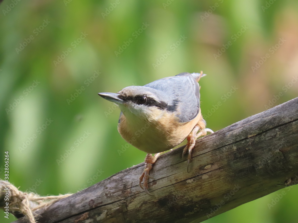 Naklejka premium Eurasian nuthatch (Sitta europaea) standing on a tree branch looking at the camera