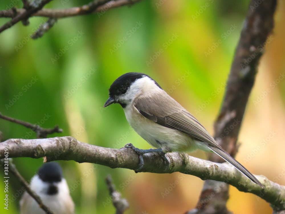 Marsh tit (Poecile palustris) perching on a beautiful tree branch. Marsh tit (Poecile palustris) perching on a beautiful tree branch.