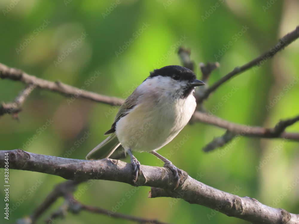 Marsh tit (Poecile palustris) perching on a beautiful tree branch. Marsh tit (Poecile palustris) perching on a beautiful tree branch.