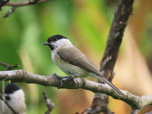 Marsh tit (Poecile palustris) perching on a beautiful tree branch.