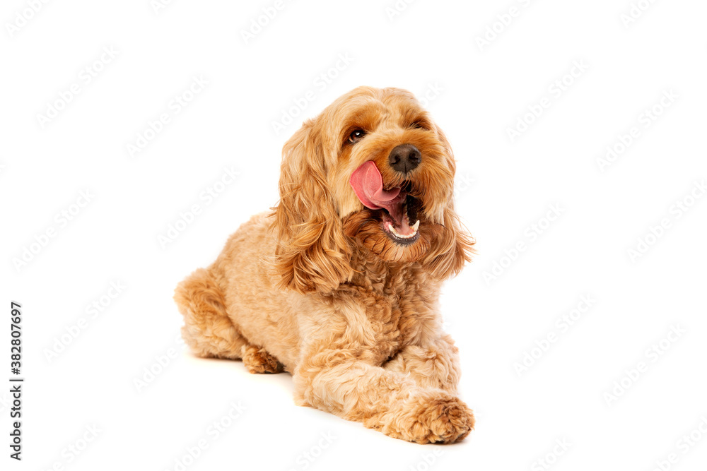 brown cockapoo dog brown cockapoo dog