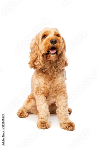brown cockapoo dog photo