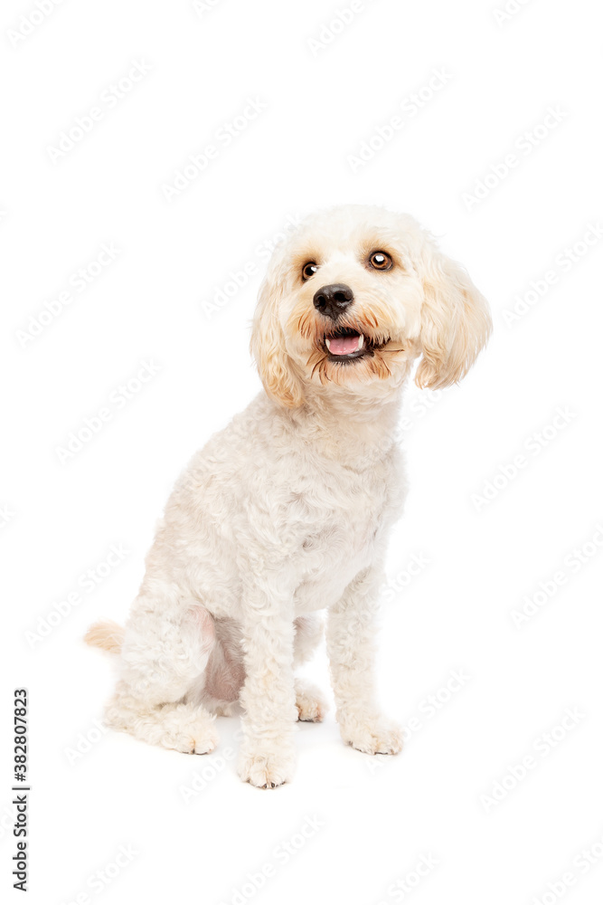 Obraz premium white mixed breed dog