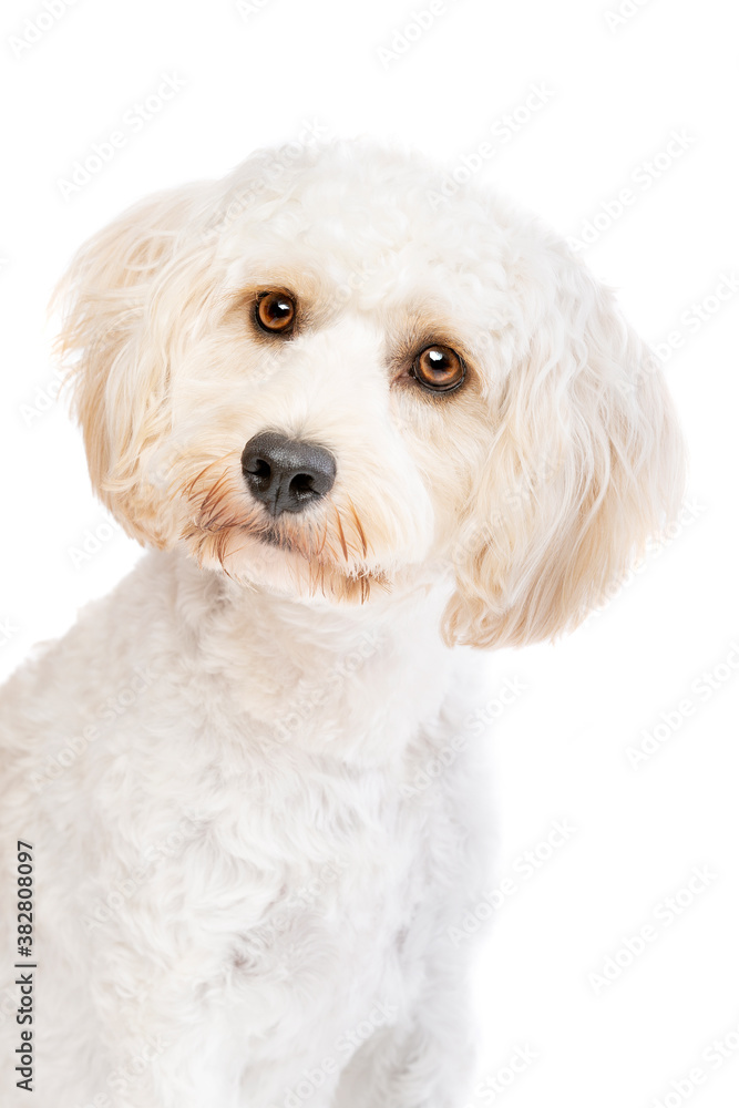 white mixed breed dog