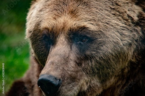 Wallpaper Mural Braunbär im Tierpark VI Torontodigital.ca