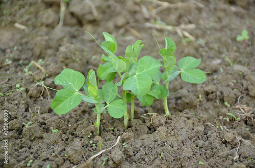 bunch the small ripe green peas plant seedlings in the garden.