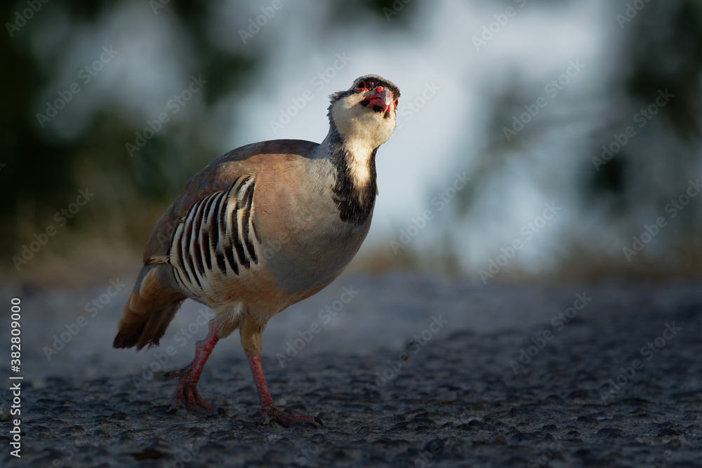 Chukar (Alectoris chukar) on the rock in Corfu, Greece. Chukar partridge (Alectoris chukar), or simply chukar, is a Palearctic upland gamebird in the pheasant family Phasianidae Chukar (Alectoris chukar) on the rock in Corfu, Greece. Chukar partridge (Alectoris chukar), or simply chukar, is a Palearctic upland gamebird in the pheasant family Phasianidae