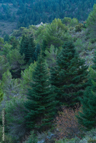 PINSAPO - SPANISH FIR (Abies pinsapo), Sierra de las Nieves National Park, Málaga, Andalusia, Spain, Europe