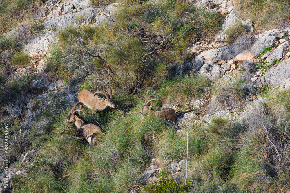 IBERIAN IBEX - CABRA MONTES o IBICE IBERICO (Capra pyrenaica), Cliffs of Maro Cerro Gordo - Acantilados de Maro Cerro Gordo, Granada, Andalusia, Spain, Europe IBERIAN IBEX - CABRA MONTES o IBICE IBERICO (Capra pyrenaica), Cliffs of Maro Cerro Gordo - Acantilados de Maro Cerro Gordo, Granada, Andalusia, Spain, Europe