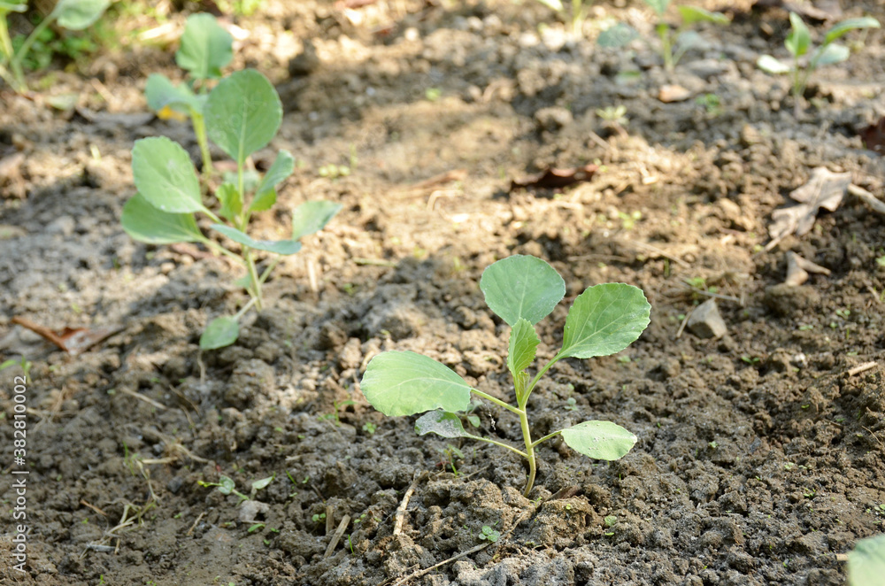 bunch the small ripe green cabbage plant seedlings in the garden. bunch the small ripe green cabbage plant seedlings in the garden.