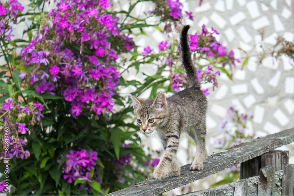 inquisitive gray tabby kitten learns to walk on the fence inquisitive gray tabby kitten learns to walk on the fence