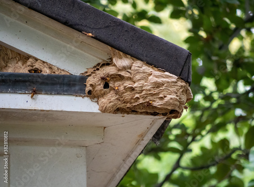 European hornets Vespa crabro and their nest. UK.