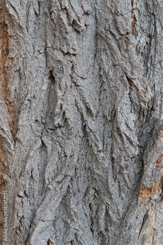 Fototapeta Naklejka Na Ścianę i Meble -  bark of a tree as a background