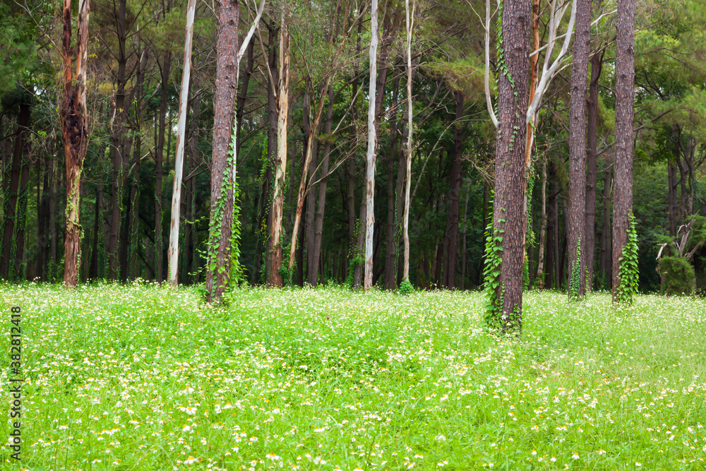 White flowers blooming in springtime White flowers blooming in springtime