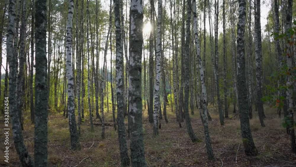 Walk in a birch grove in the forest. First-person view Walk in a birch grove in the forest. First-person view
