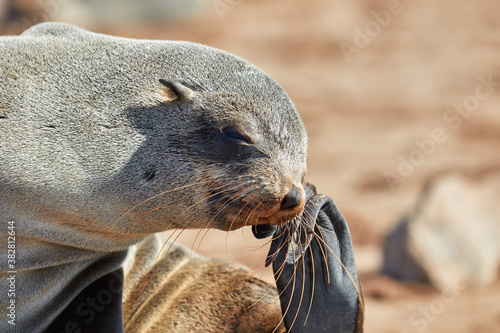 Close-up of a Cape fur seal