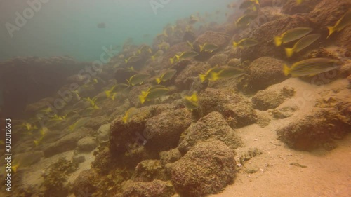 School of Snapper and a territorial Moray Eel in Cabo San Lucas, Mexico photo