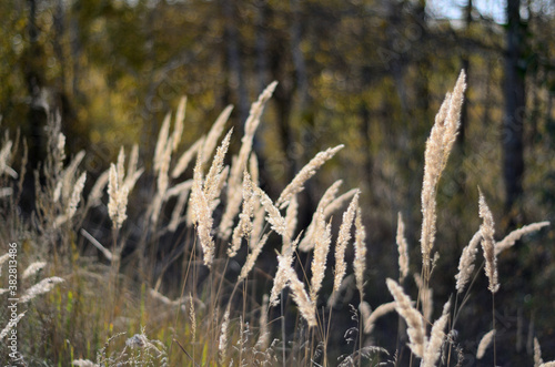 meadow grass near the Tsna river in Tambov photo