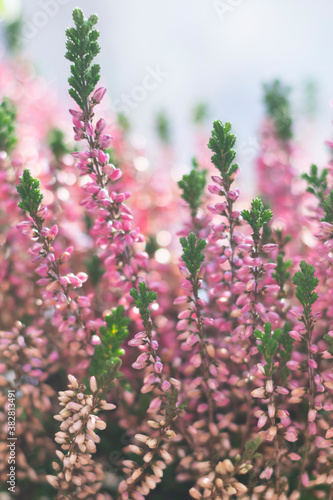 Floral background made of blossoming Heather flowers common known as Callluna Vulgarus with bokeh effect. Vertical format photo