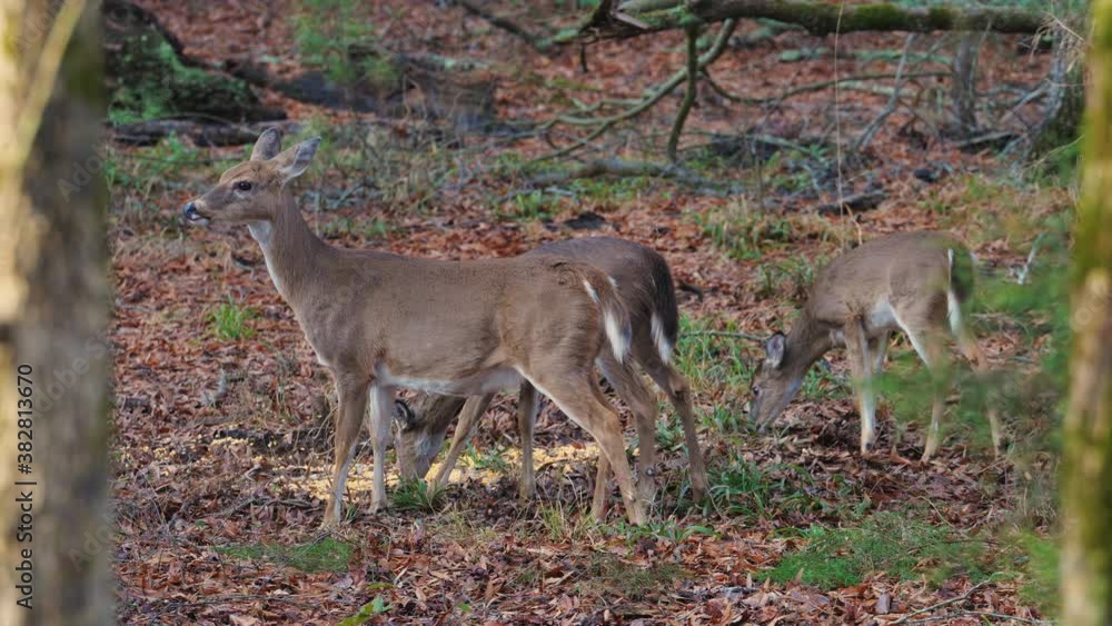 Close-up, slow motion, three deer fawns foraging in the autumn woods, North Carolina, USA Close-up, slow motion, three deer fawns foraging in the autumn woods, North Carolina, USA